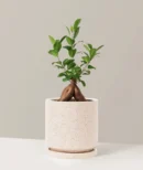 Ficus Ginseng